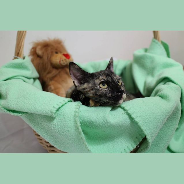 Photo of Lovebug Ember Is Looking For A Home