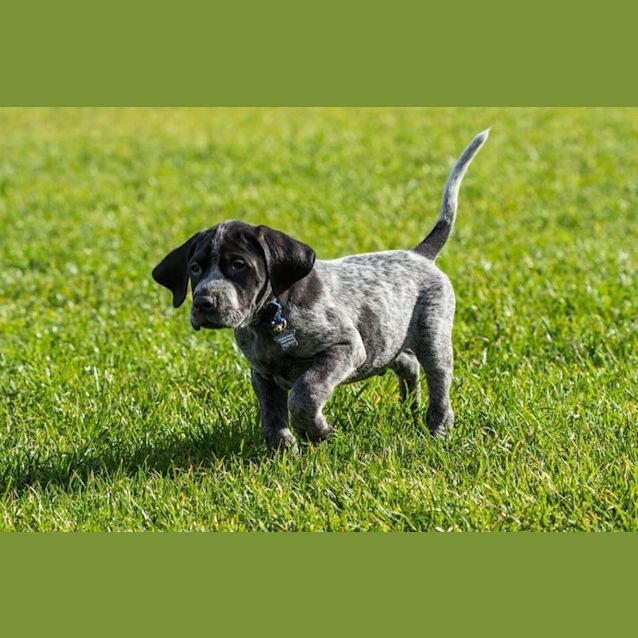 Photo of Gsp Puppies