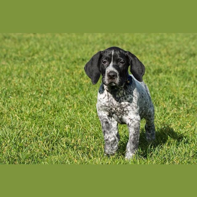 Photo of Gsp Puppies