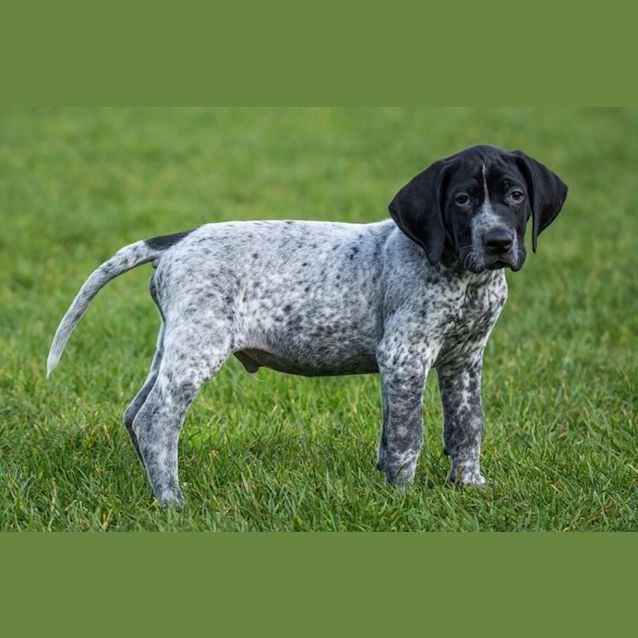 Photo of Gsp Puppies