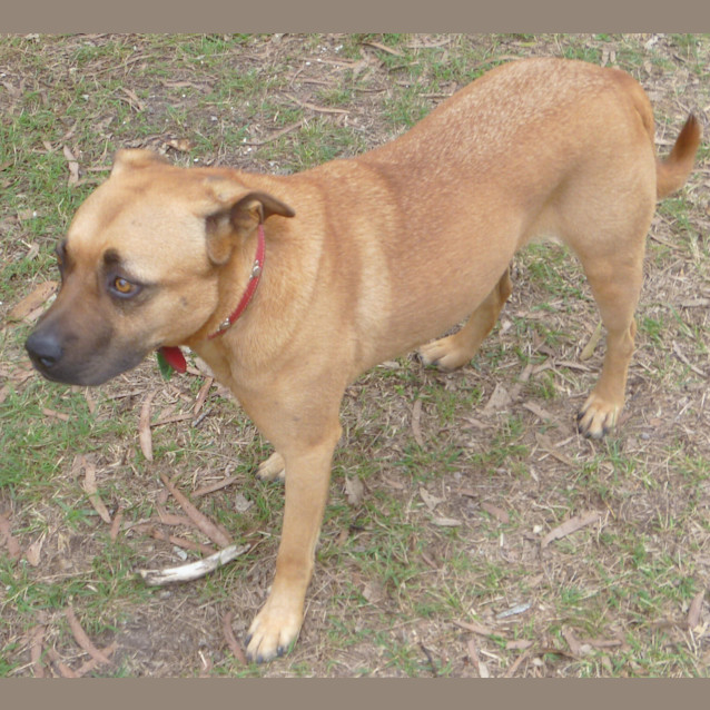 Photo of Max (Adoption Pending)