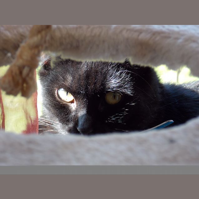 Photo of Kazam