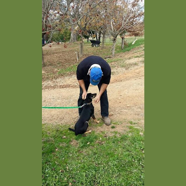 Photo of Jessie (Under Application)