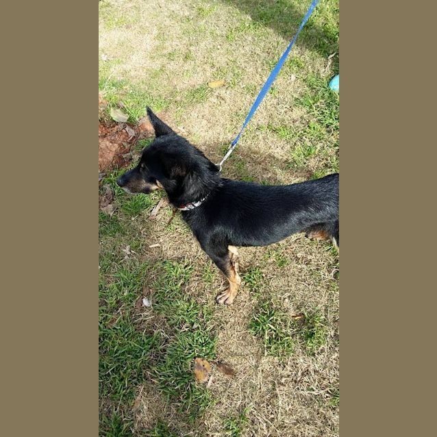 Photo of Jessie (Under Application)