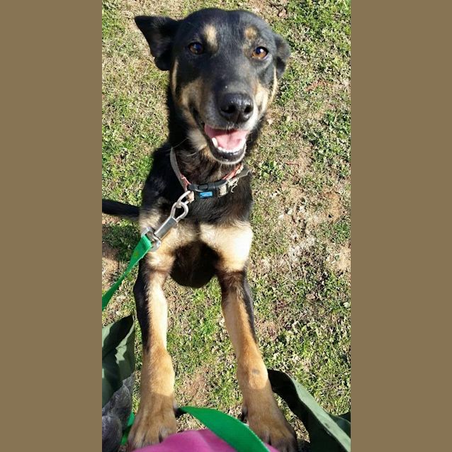 Photo of Jessie (Under Application)