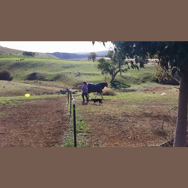 Photo of Jessie (Under Application)