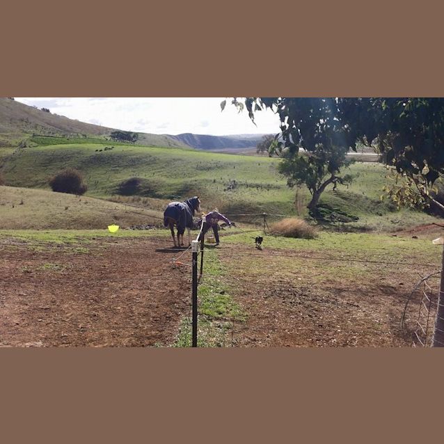 Photo of Jessie (Under Application)