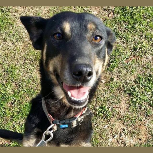 Photo of Jessie (Under Application)