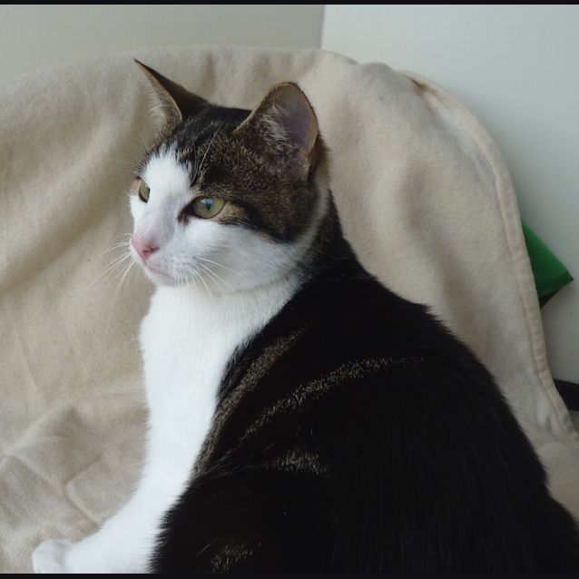 Photo of Shadow **Adoption Day**