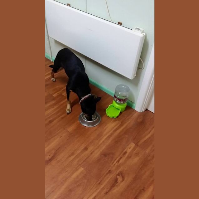 Photo of Jessie (Under Application)