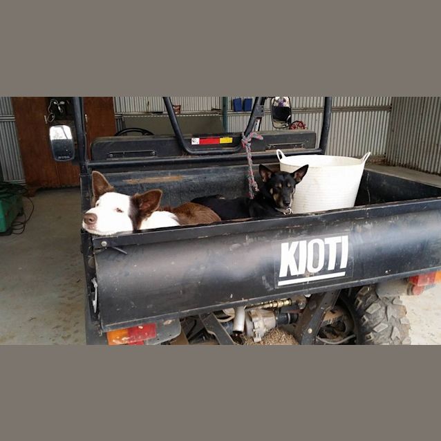 Photo of Jessie (Under Application)