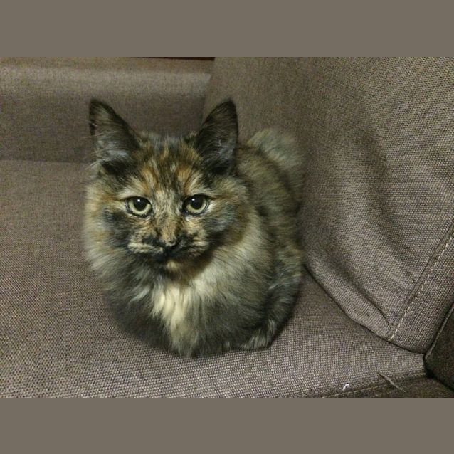 Photo of Greta Reduced To $120