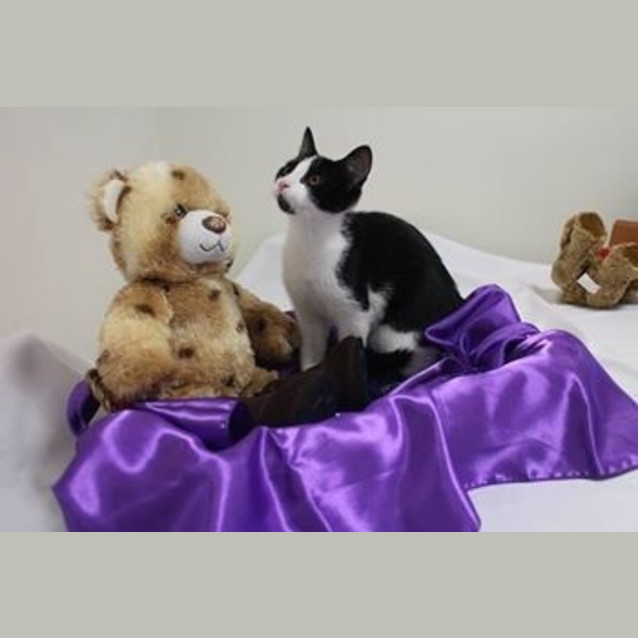 Photo of Lovebug Katie Is Looking For A Home