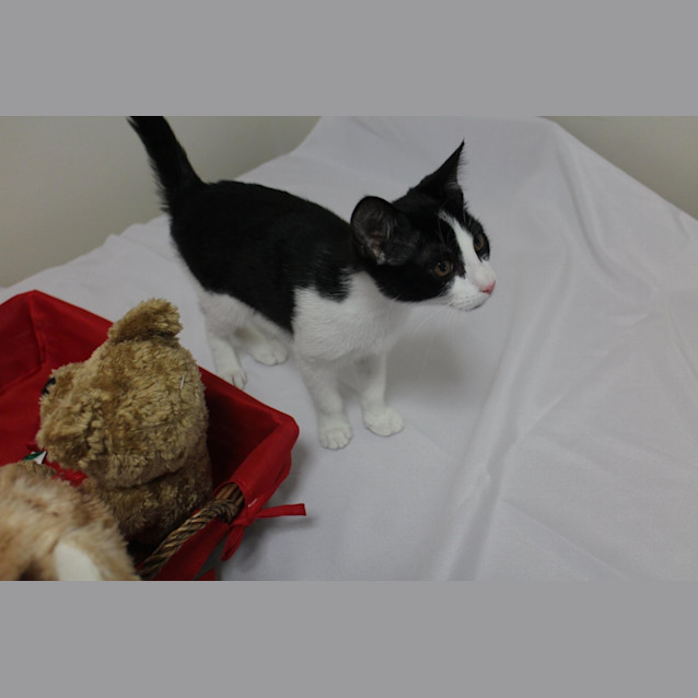 Photo of Lovebug Katie Is Looking For A Home