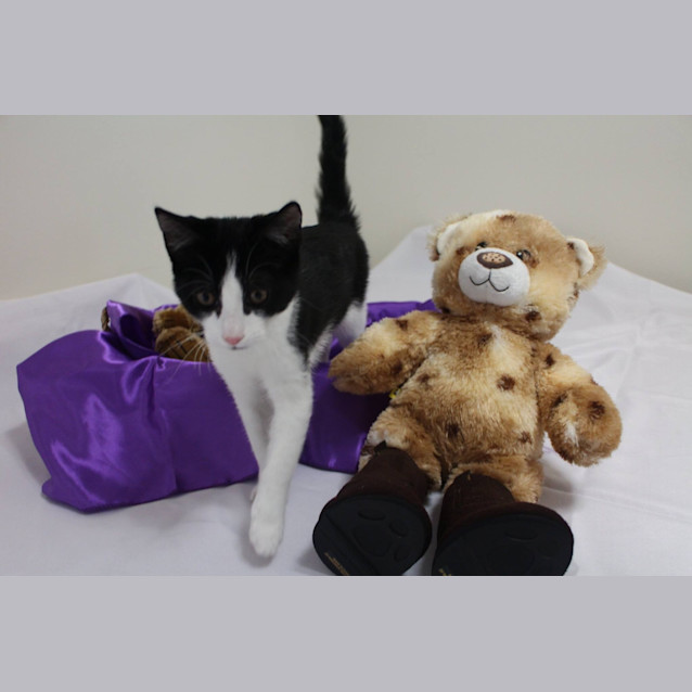 Photo of Lovebug Katie Is Looking For A Home