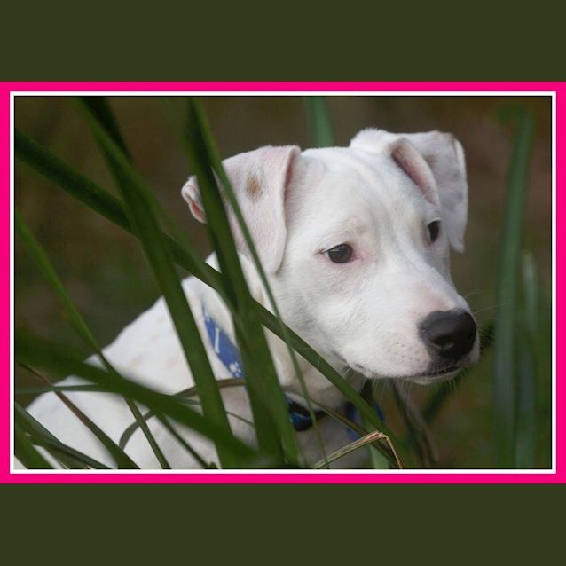 Photo of Sorbet ~ Adopted With Love 14/2/16