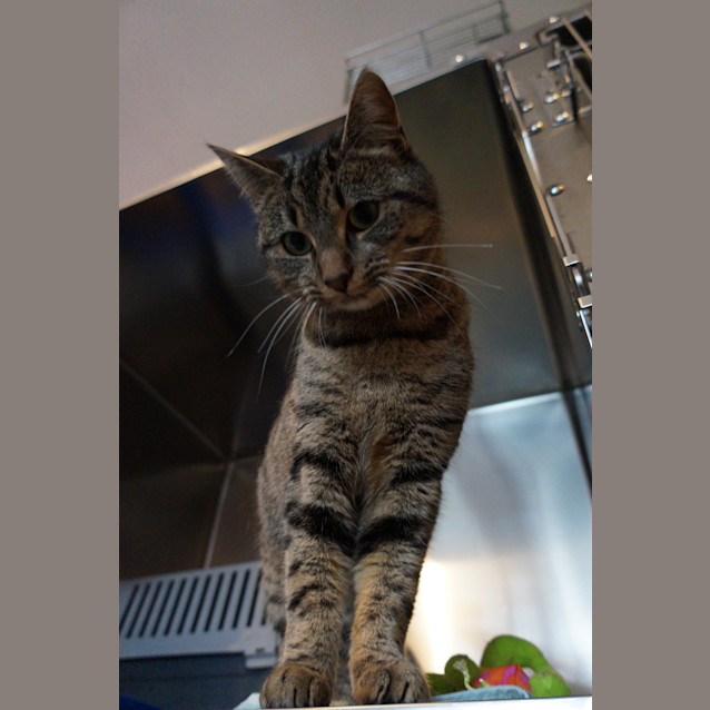 Photo of Tabby