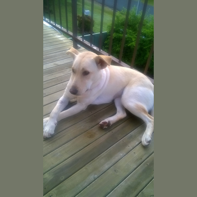 Photo of Stella 