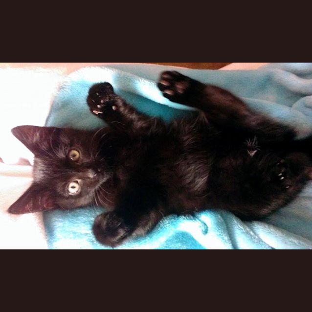 Photo of Midnight