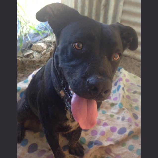 Photo of Toby (Adoption Pending)