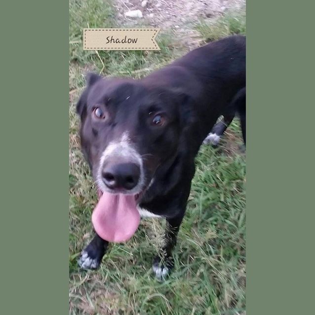 Photo of Shadow (At Rspca Big Adopt Day Sept 19 Brisbane)
