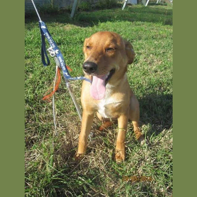 Photo of Hoover (Adoption Pending)