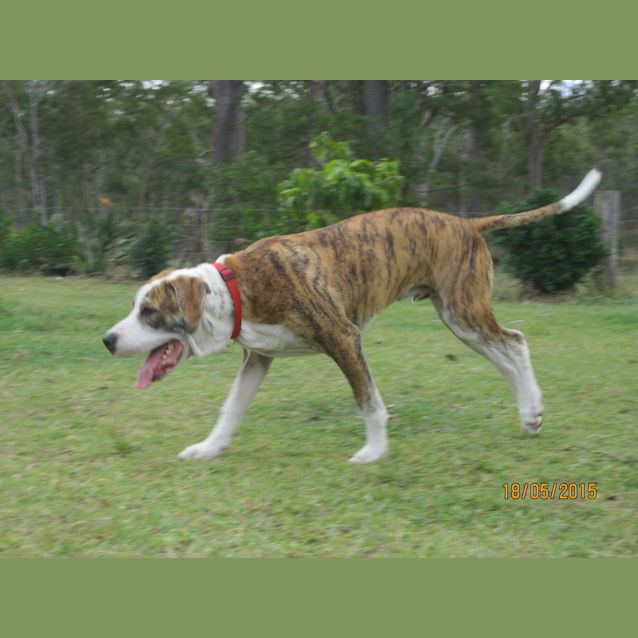 Photo of Parker (Adoption Pending)