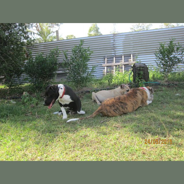 Photo of Parker (Adoption Pending)