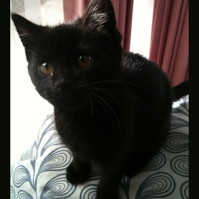 Photo of Dexter