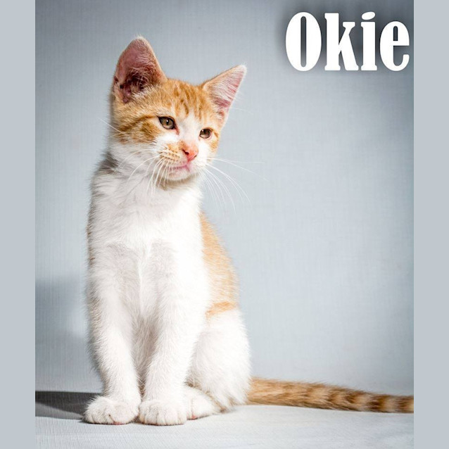 Photo of Oakie