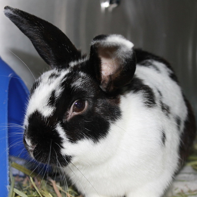 Photo of Major