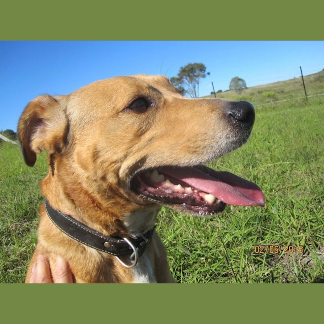 Photo of Wilbur (Adoption Pending)