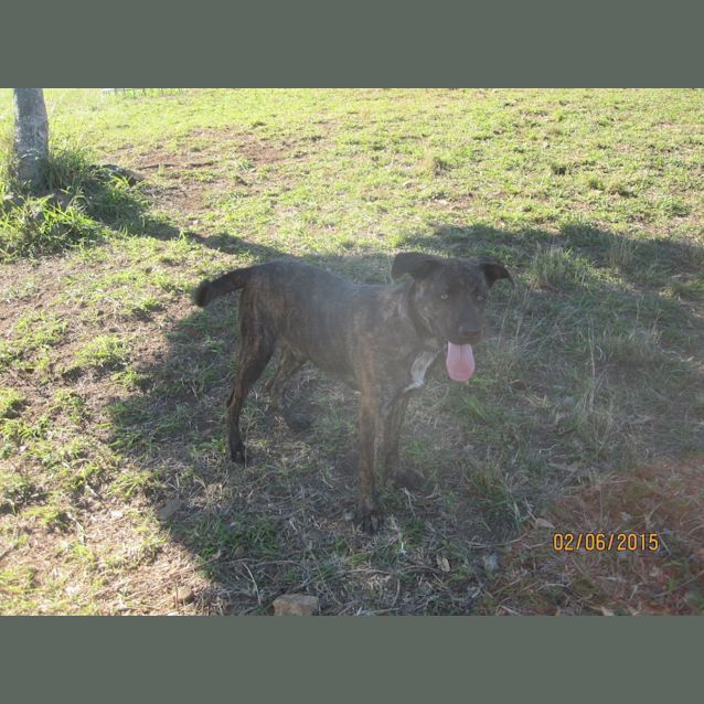 Photo of Chad (Adoption Pending)