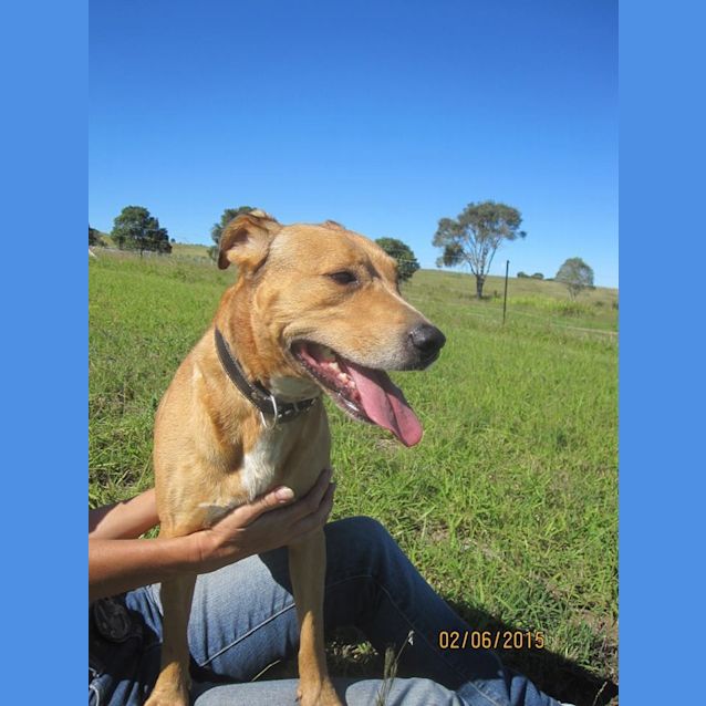 Photo of Wilbur (Adoption Pending)