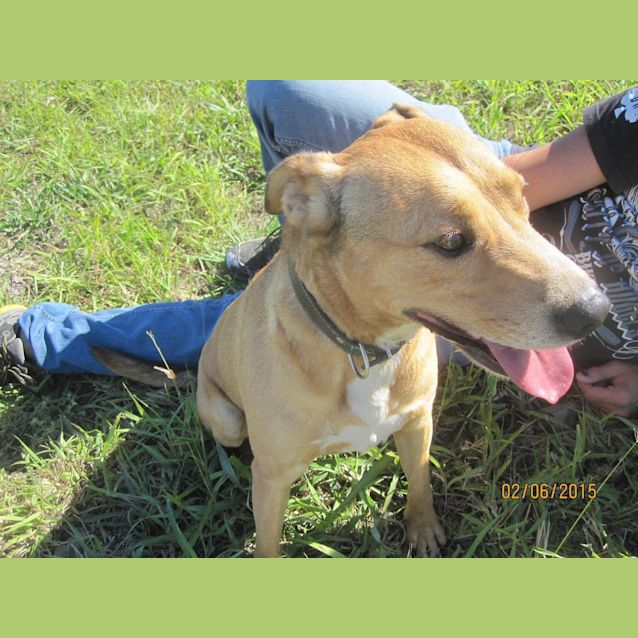 Photo of Wilbur (Adoption Pending)