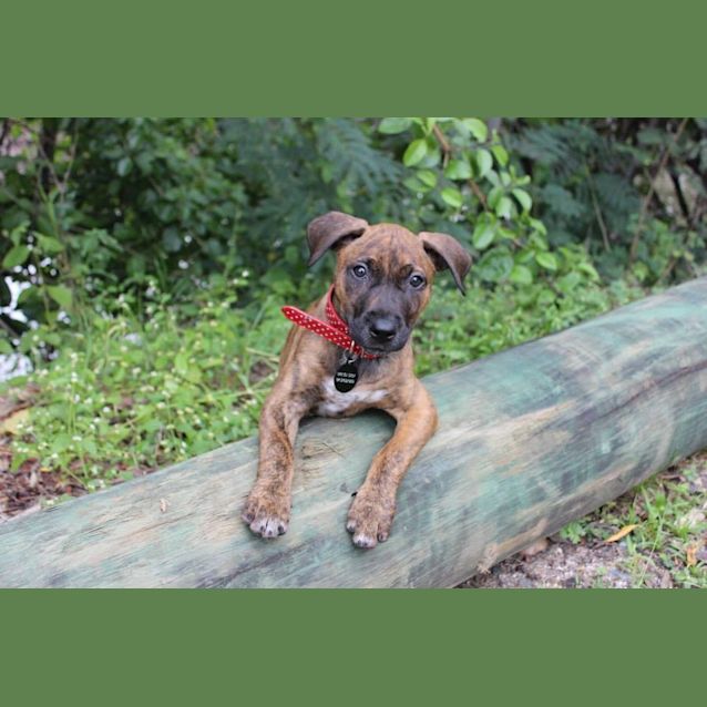 Photo of Charlie