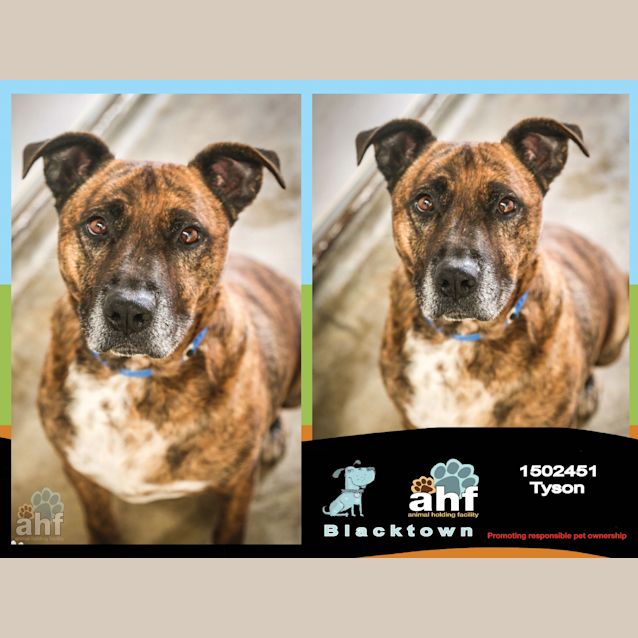 Photo of Tyson ~#1502451