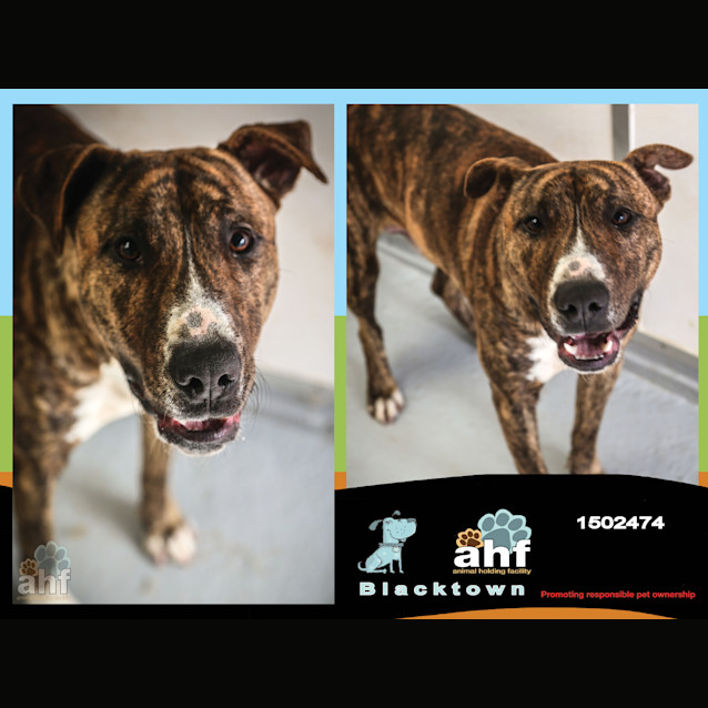 Photo of Smick ~ #1502474