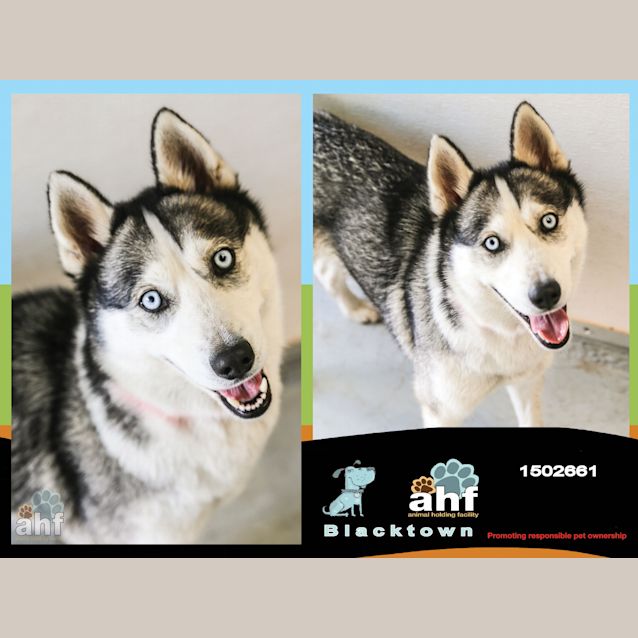 Photo of Skye ~ #1502661