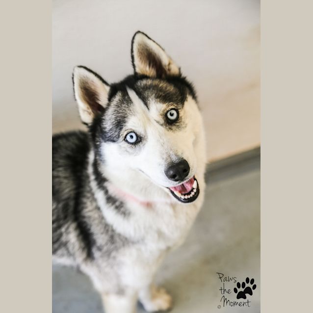 Photo of Skye ~ #1502661