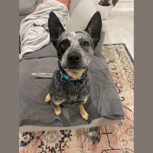 Photo of Rusty