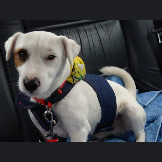 Photo of Patch