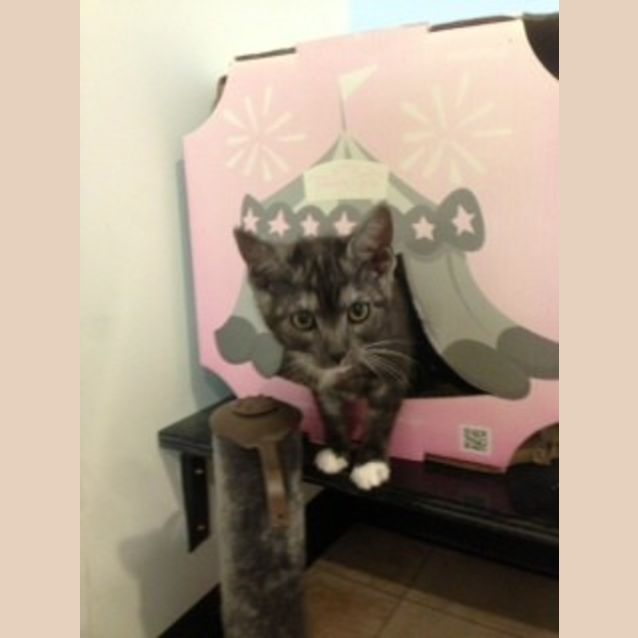 Photo of Mittens