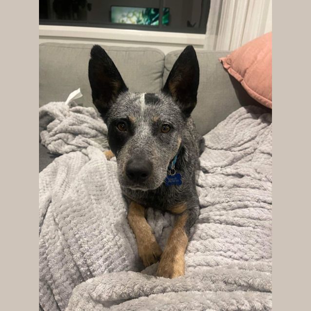 Photo of Rusty