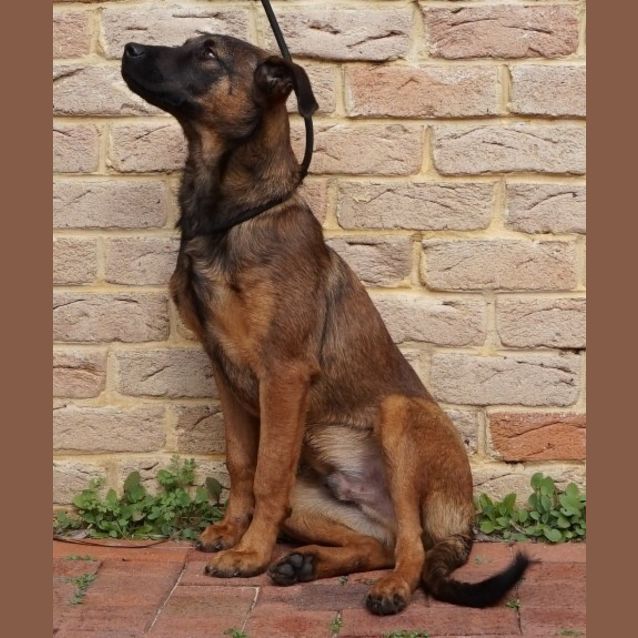 Photo of Harley