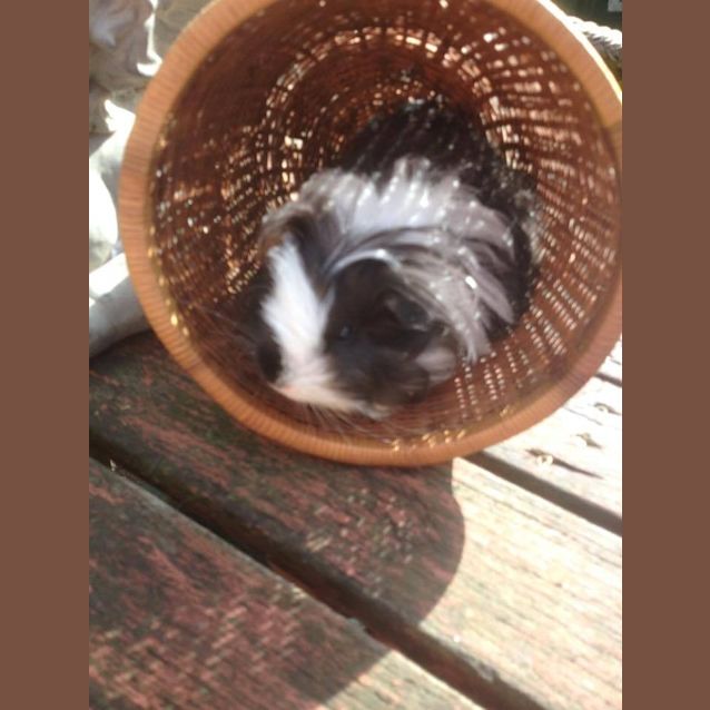 Photo of Abbott And Costello