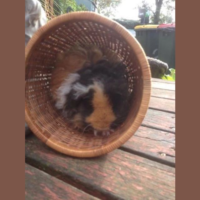 Photo of Abbott And Costello