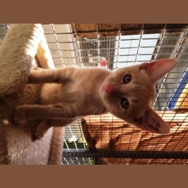 Photo of Lukie