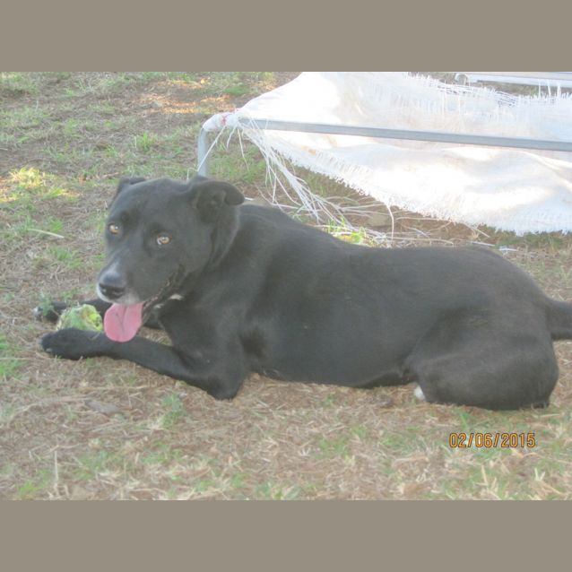 Photo of Bear (Adoption Pending)