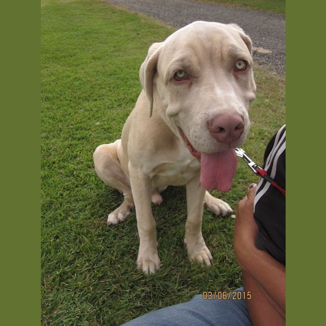 Photo of Elvis (Adoption Pending)